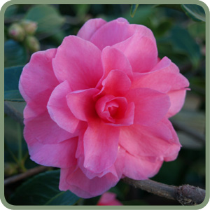 Chasonette Camellia