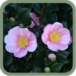 Pink-a-Boo Camellia
