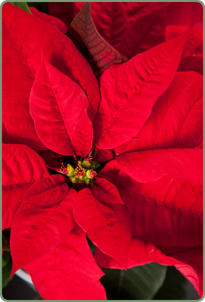 Poinsettias