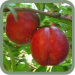 Red Sunset Nectarine