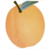 Puget Gold Apricot