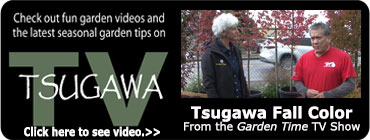 Tsugawa TV